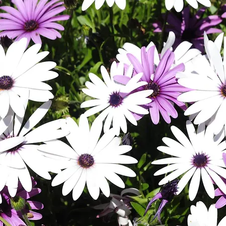 Apartment Heracles Rovies