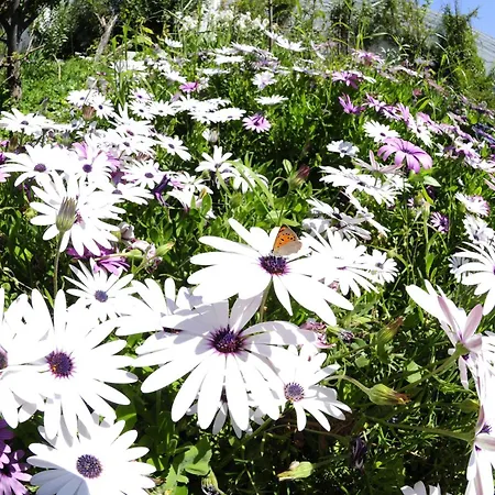 Apartment Heracles Rovies