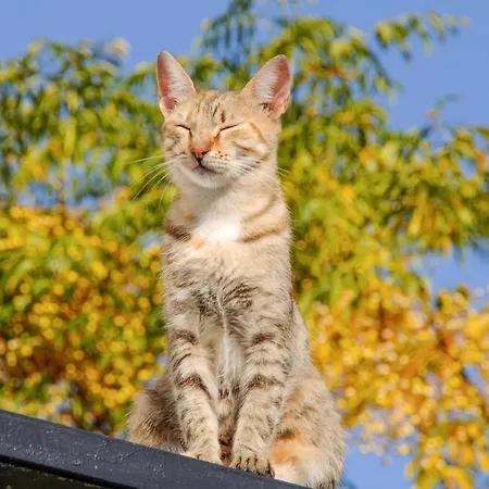 Heracles Appartamento